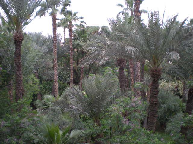 Appart Avec Vue Jardin/Majorelle Marraquexe Exterior foto
